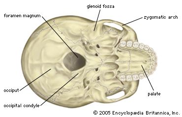 the base of the human skull