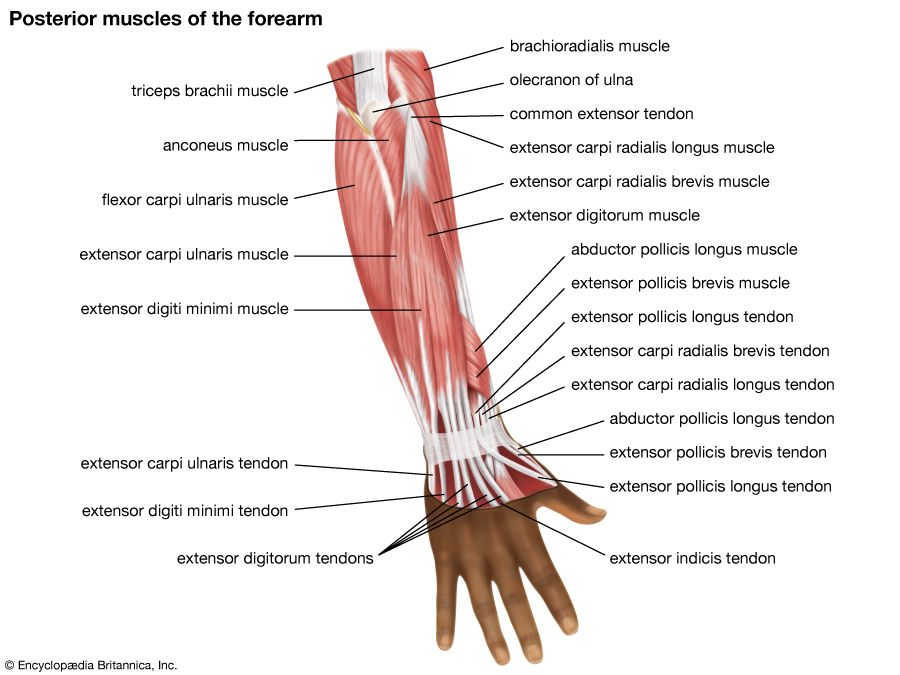 muscles of the forearm; human muscle system