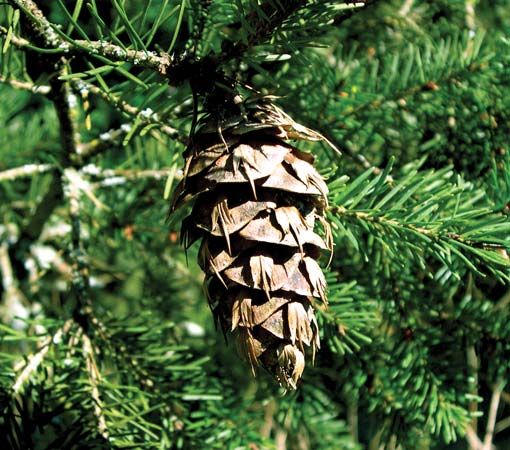 Douglas fir cone