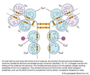 Figure 2: A human immunoglobulin molecule showing the domains present in the light (L) and heavy (H) chains.