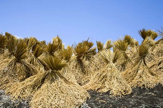 harvested rice