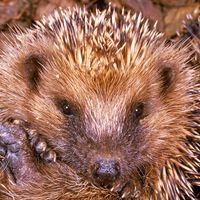 Hedgehogs. Insectivores. Erinaceus europaeus. Spines. Quills. Close-up of a hedgehog rolled up.