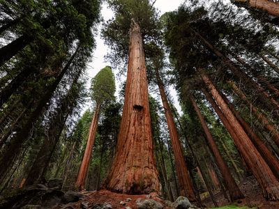 giant sequoias