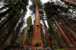 giant sequoias