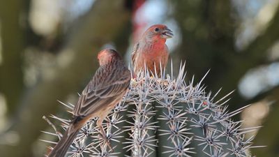 How Galapagos finches underwent adaptive radiation and helped Darwin in his theory of evolution