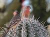 Track how Galapagos finches underwent adaptive radiation from a single ancestral lineage and their contribution to Darwin's theory of evolution