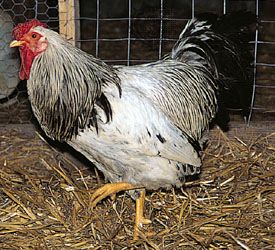 Columbian Wyandotte cock.