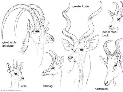 horn lengths and configurations