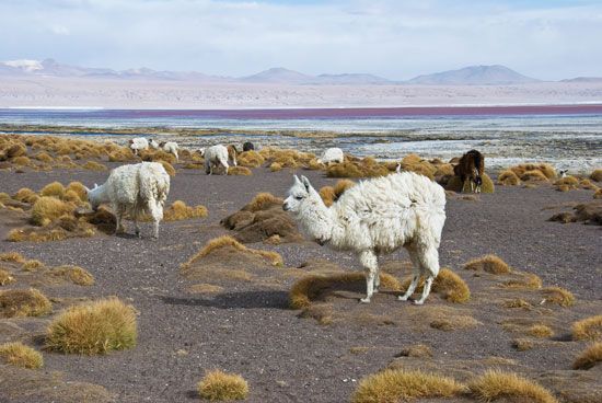 Llamas on the shore of the Colorado Lagoon, Bolivia.