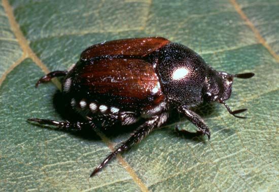 Japanese beetle (Popillia japonica)