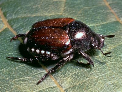 Japanese beetle (Popillia japonica)