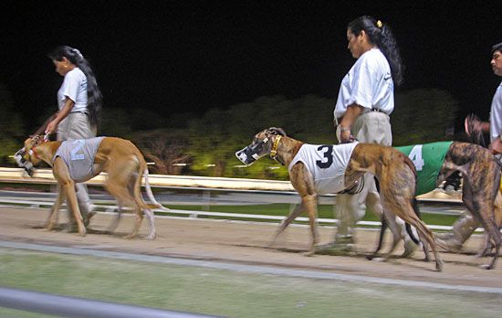 dog racing