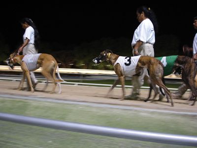 dog racing