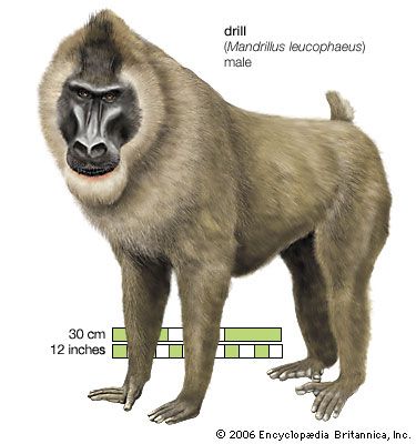 drill (Mandrillus leucophaeus)