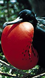 male frigate bird