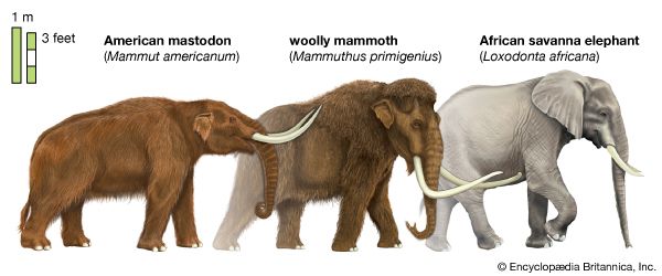 proboscidean size comparison