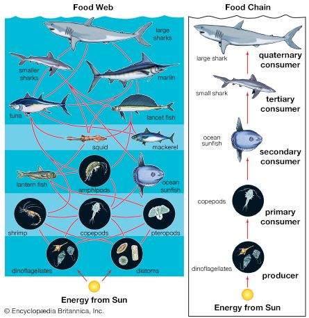 Algae, primarily diatoms, dinoflagellates, and coccolithophorids, which are often collectively called phytoplankton, are the base of the food chain for all marine organisms.