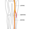 　真の坐骨神経痛と偽の坐骨神経痛