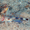 No.098 ハタタテサンカクハゼ (Fusigobius inframaculatus) 