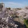 桜並木が続く花見の名所【毛馬桜之宮公園】敷地内にある重要文化財