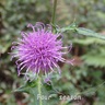 高山植物、山野草、草花が好き