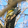 秋ヶ瀬公園１　樹上の鳥たち