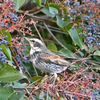 ツグミを探しに東京港野鳥公園へ