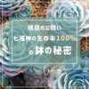 たにログ377 夏の七福神が生存率100%！？根腐れに強い通気性･排水性に優れた鉢とは？