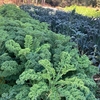 【農業と食】就農体験から学んだ野菜の旬のこと