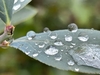 雨の中のブルーベリー