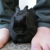 立春に開運祈願するうさぎの飼い主