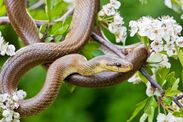 aesculapian snake uk wild breeding