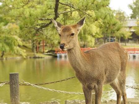 奈良の遠足では「おにぎり」必須？（画像はイメージ）