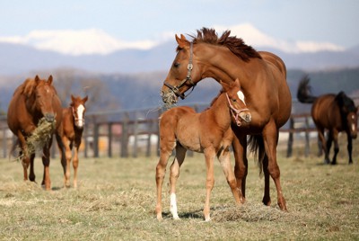 母馬に寄り添うサラブレッドの子馬＝北海道新冠町で2021年4月10日、貝塚太一撮影