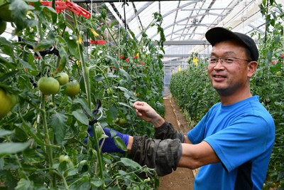 フルーツトマトを育てる大川内剛さん＝高知県日高村で2022年4月13日午後4時38分、井上大作撮影