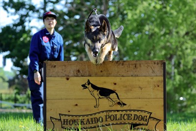 訓練で板を飛び越える北海道警の警察犬ノート。奥は柴田涼音巡査長＝札幌市南区で2024年5月15日、貝塚太一撮影