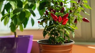 Chili plants