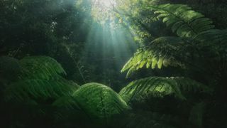 The sun shines brightly under a forest canopy that highlights the many leaves and plants underneath.