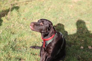 a Labrador dog with its tongue out