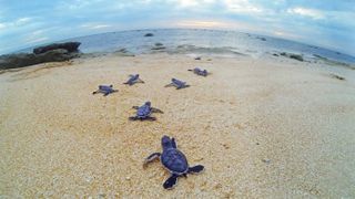 A photo provided by the Australian government shows baby sea turtles crawling toward the surf on Raine Island.