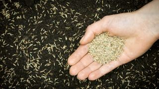 A hand holding and scattering grass seed over bare soil