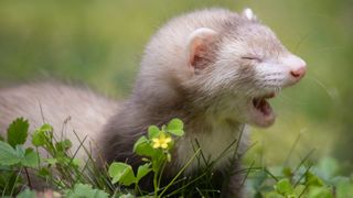 ferret