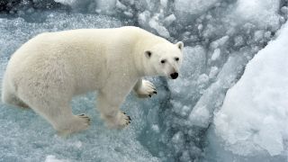 A photo of a polar bear standing on an ice floe in the Arctic Ocean.