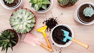 A mix of succulents on a table from a birds eye view, with one pot filled with soil