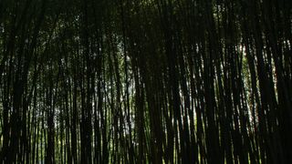 Darkened bamboo forest