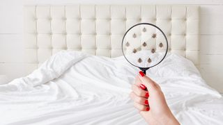 Bed bugs or fleas on a mattress through a magnifying glass