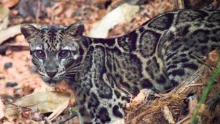 Beautiful Sunda Clouded Leopard (Neofelis diardi) in Deramakot Forest Reserve, Sabah, Borneo, Malaysia.