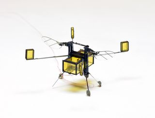 This tiny robot, called RoboBee, can fly, dive into water, swim, propel itself back out of water and safely land.