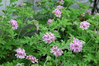 Citronella plant