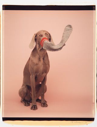 William Wegman’s unseen Polaroids